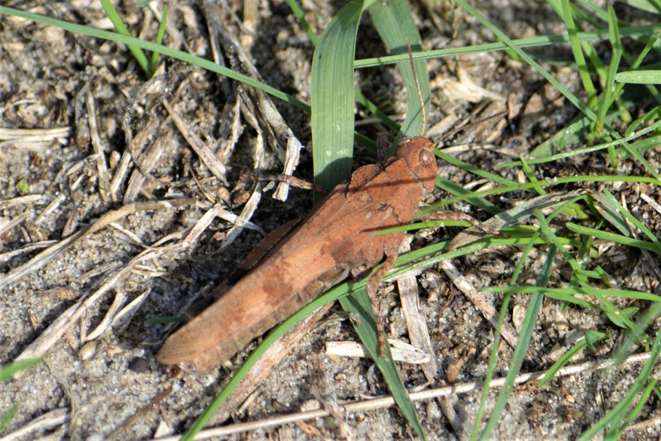 Oedipoda caerulescens - kékszárnyú sáska