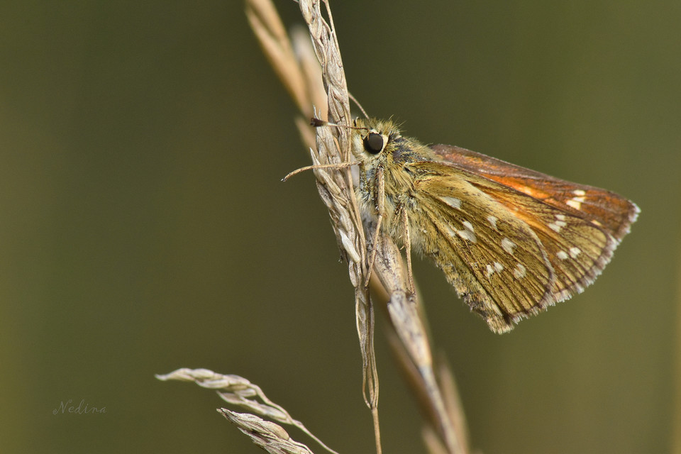 Hesperia comma - vesszős busalepke