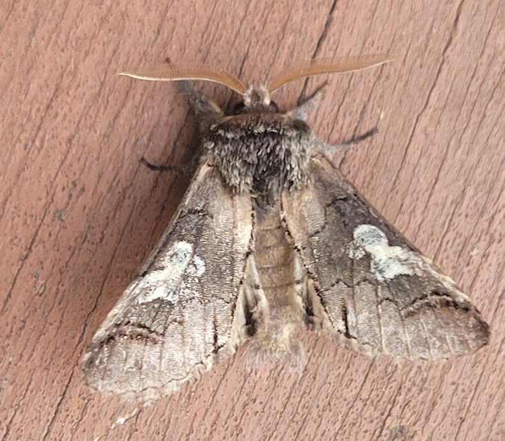 Diloba caeruleocephala - őszi kékesbagoly