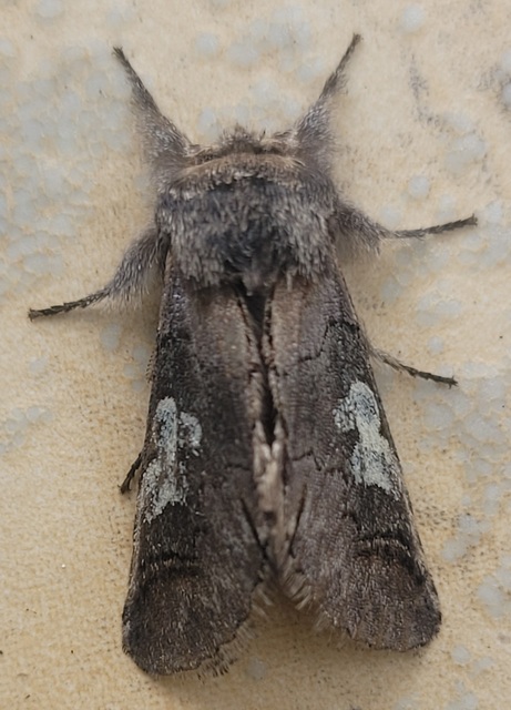 Diloba caeruleocephala - őszi kékesbagoly