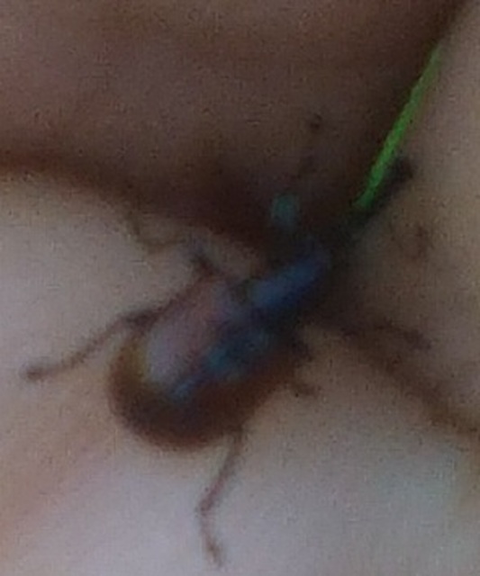 Tatianaerhynchites aequatus - piros kökényeszelény