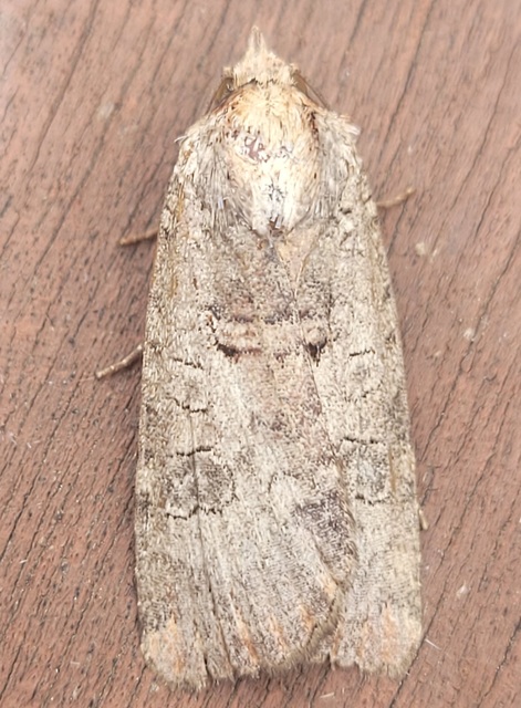 Epilecta linogrisea - karcsú sárgafűbagoly