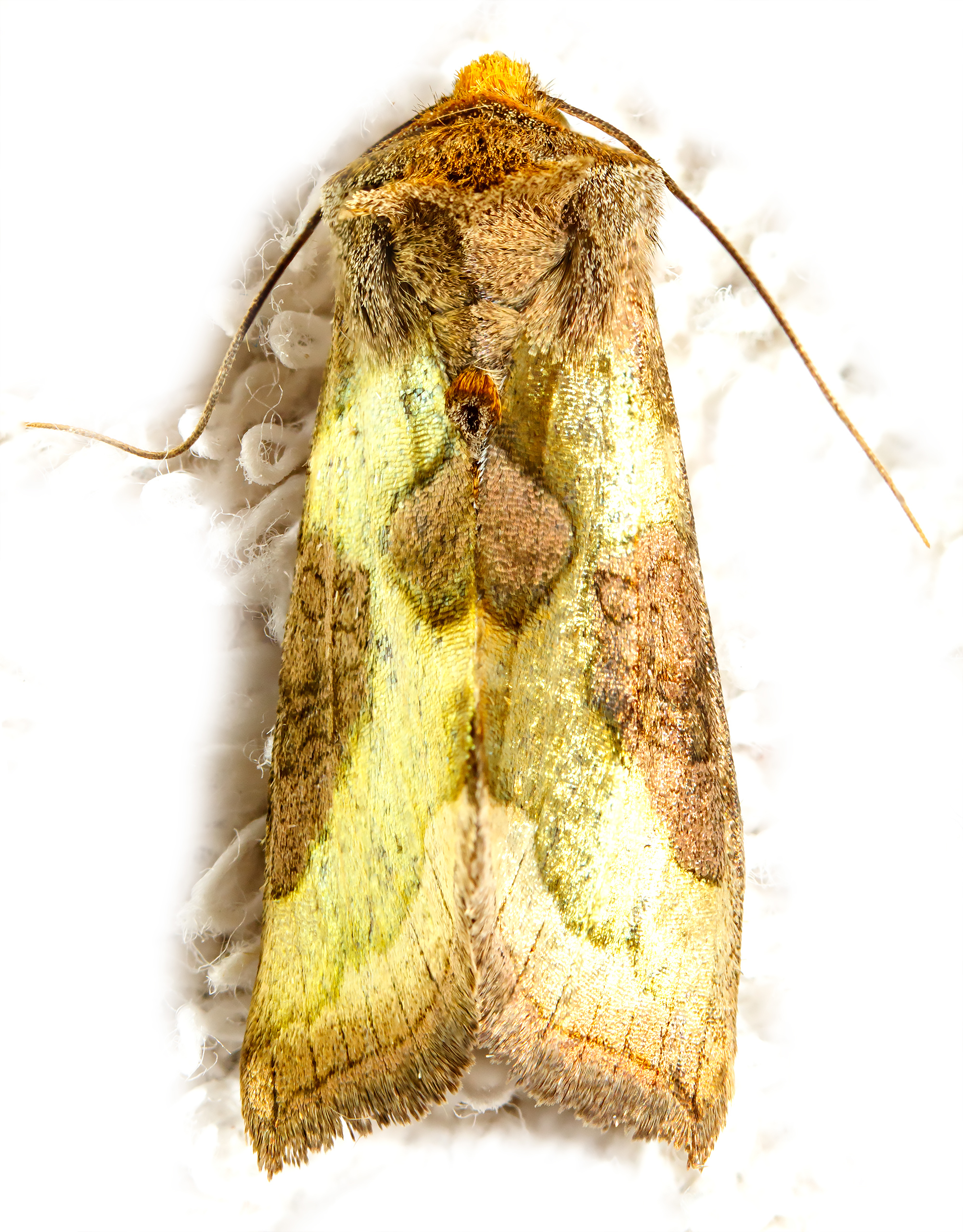 Diachrysia chrysitis/stenochrysis