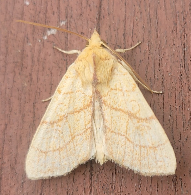 Tiliacea citrago - citromszínű sárgabagoly