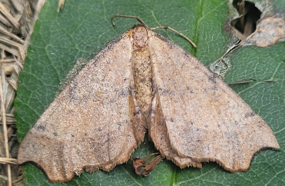 Artiora evonymaria - kecskerágó-araszoló