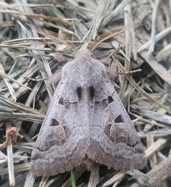 Episema tersa - hármasjegyű liliombagoly
