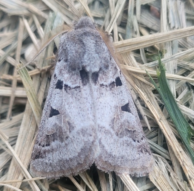 Episema tersa - hármasjegyű liliombagoly