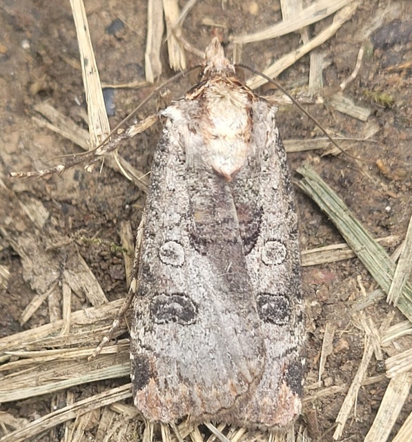 Epilecta linogrisea - karcsú sárgafűbagoly