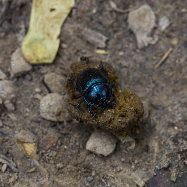 Anoplotrupes stercorosus - erdei álganéjtúró