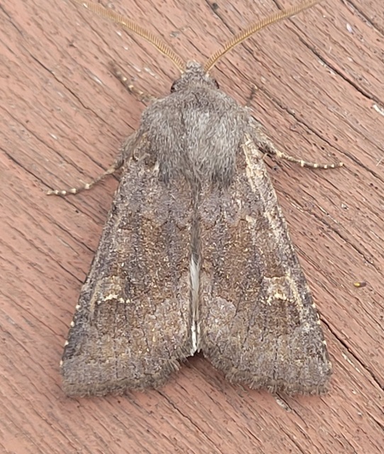 Aporophyla lutulenta - sziki őszibagoly