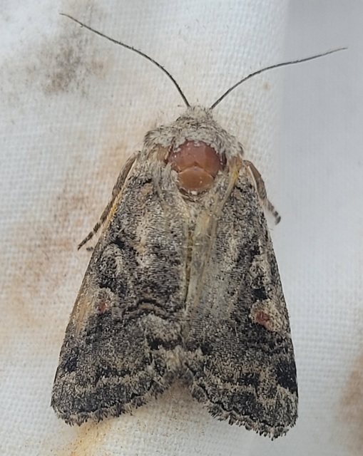 Cleoceris scoriacea - szürke liliombagoly