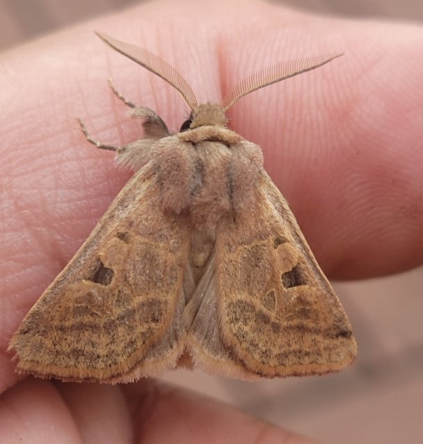 Episema glaucina - fogasjegyű liliombagoly