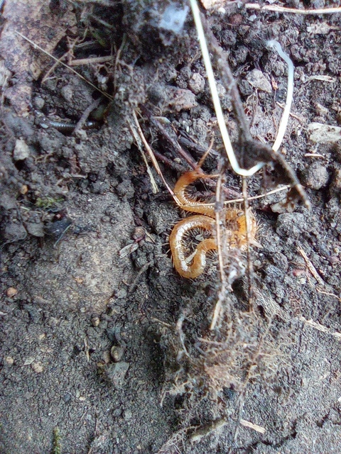 Geophilidae