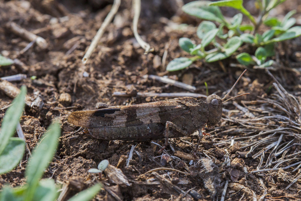 Oedipoda caerulescens - kékszárnyú sáska