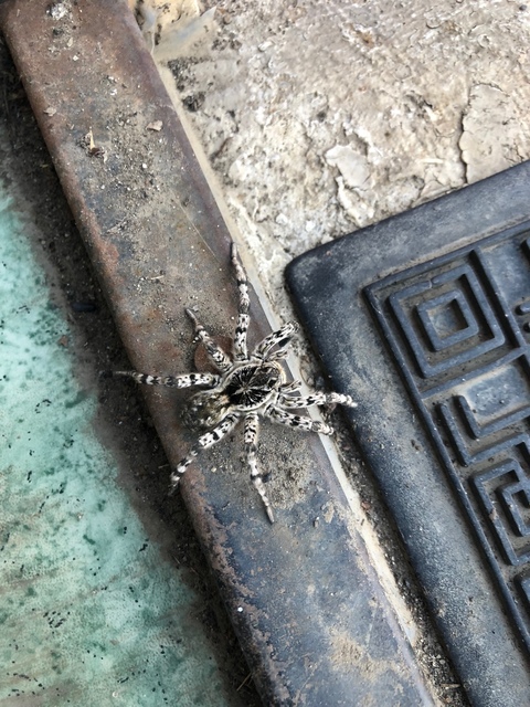 Lycosa singoriensis - szongáriai cselőpók