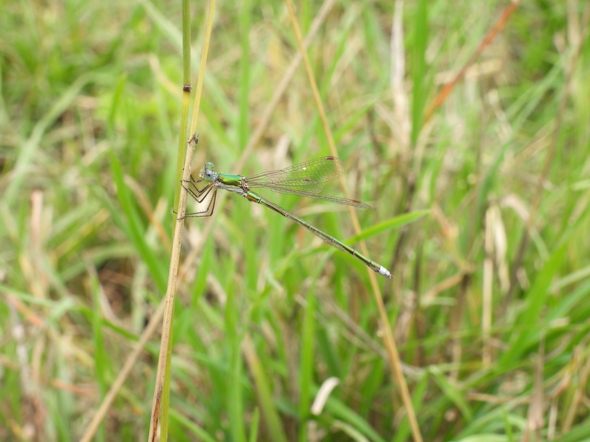 Lestes virens vestalis - kis rablószitakötő