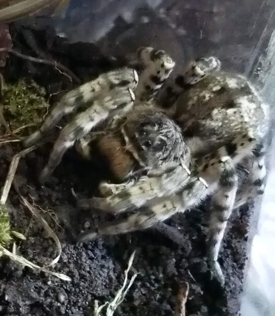 Lycosa singoriensis - szongáriai cselőpók