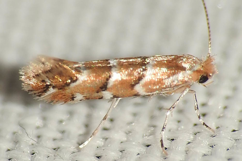 Cameraria ohridella - vadgesztenye-sátorosmoly