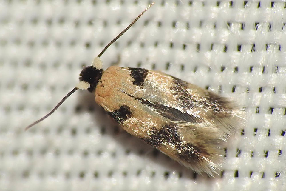 Etainia decentella - juhartermés-törpemoly