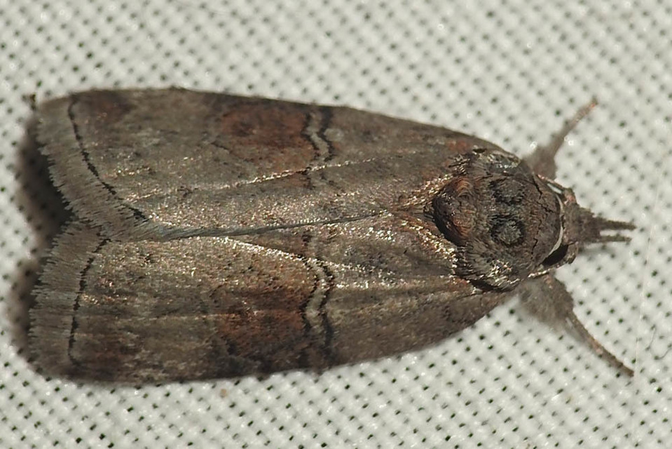 Nycteola asiatica - nyárfa-trapézbagoly