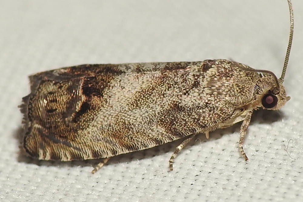 Cydia splendana - tölgymakkmoly