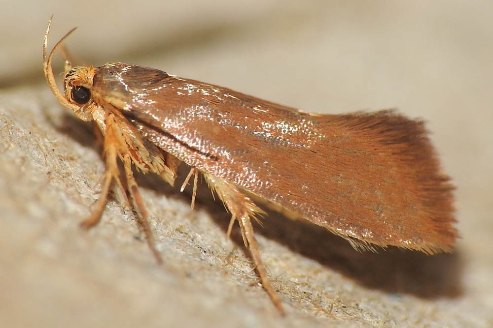 Crassa tinctella/unitella