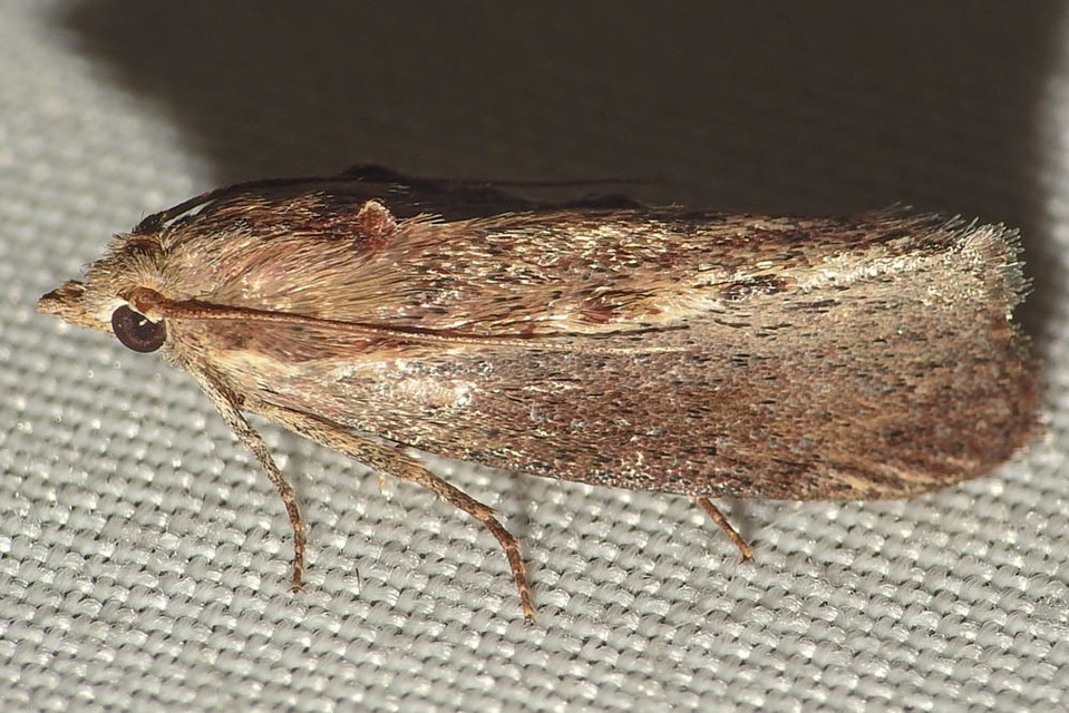 Galleria mellonella - nagy viaszmoly
