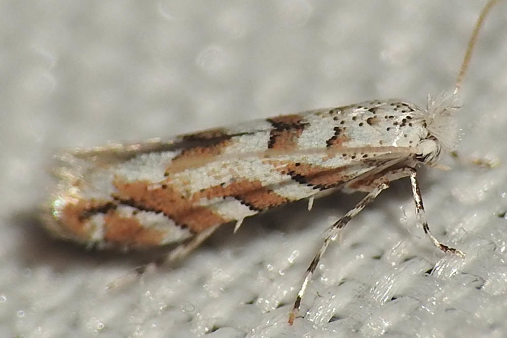 Phyllonorycter comparella - fehérnyár-sátorosmoly