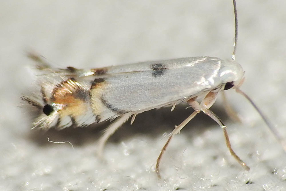 Phyllocnistis