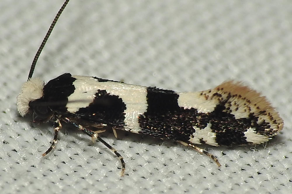 Neurothaumasia ankerella - magyarmoly