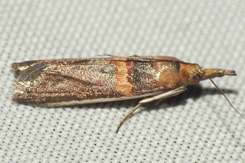 Etiella zinckenella - akácmoly