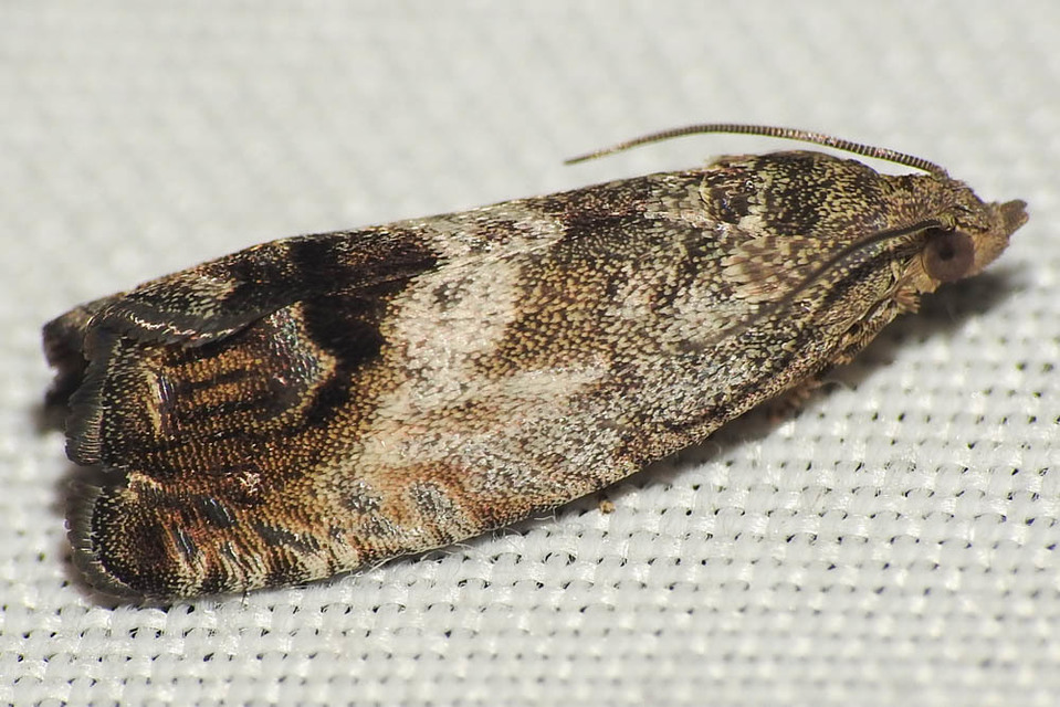 Cydia splendana - tölgymakkmoly