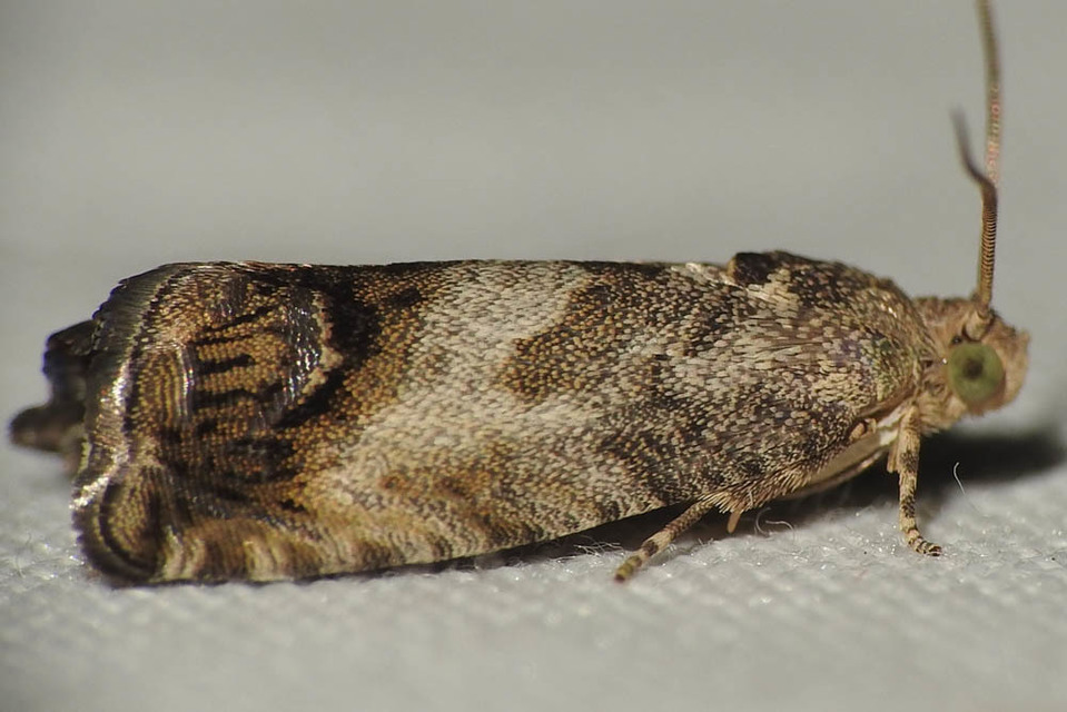 Cydia splendana - tölgymakkmoly