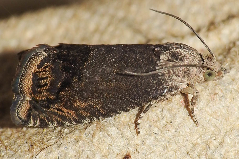 Cydia splendana - tölgymakkmoly