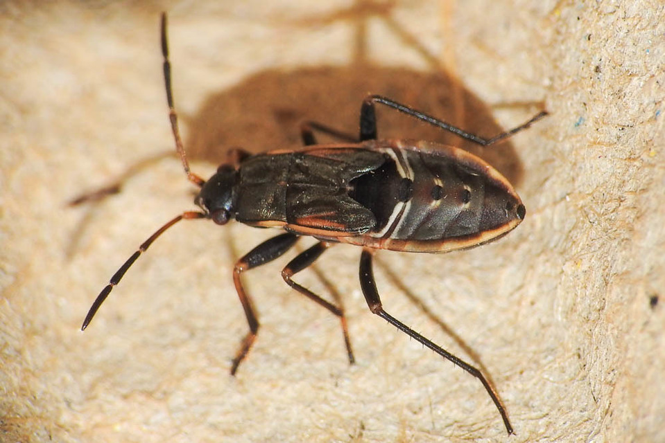 Rhyparochromus vulgaris - közönséges díszesbodobács