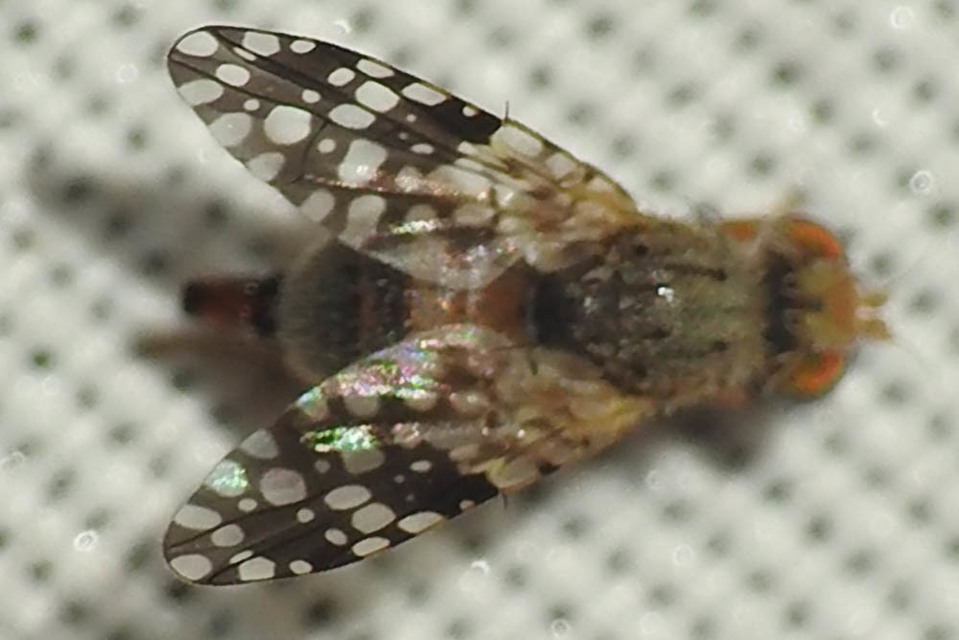 Tephritidae - fúrólégyfélék