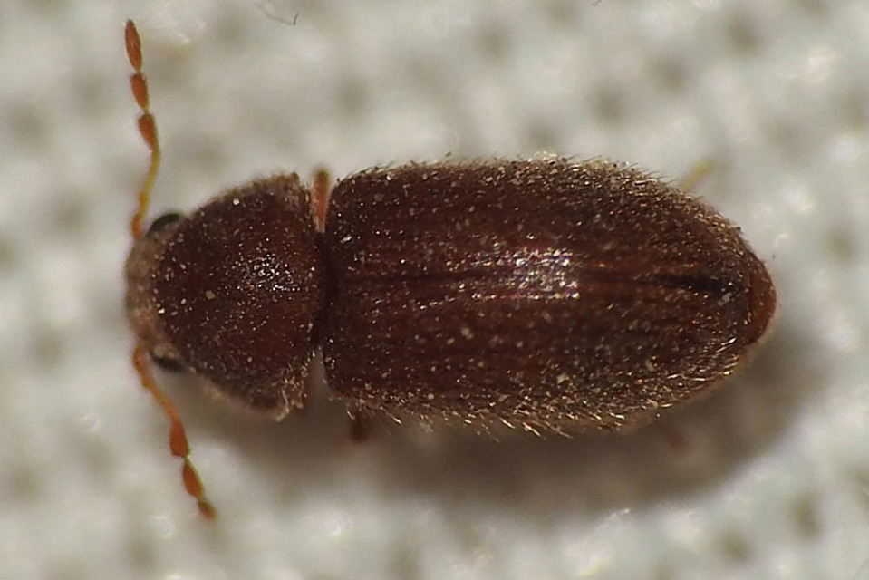 Stegobium paniceum - kenyérbogár