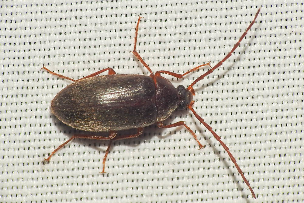 Hymenalia rufipes - rőtlábú alkonybogár