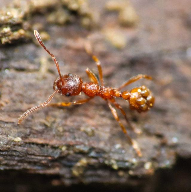 Myrmica rubra - közönséges bütyköshangya