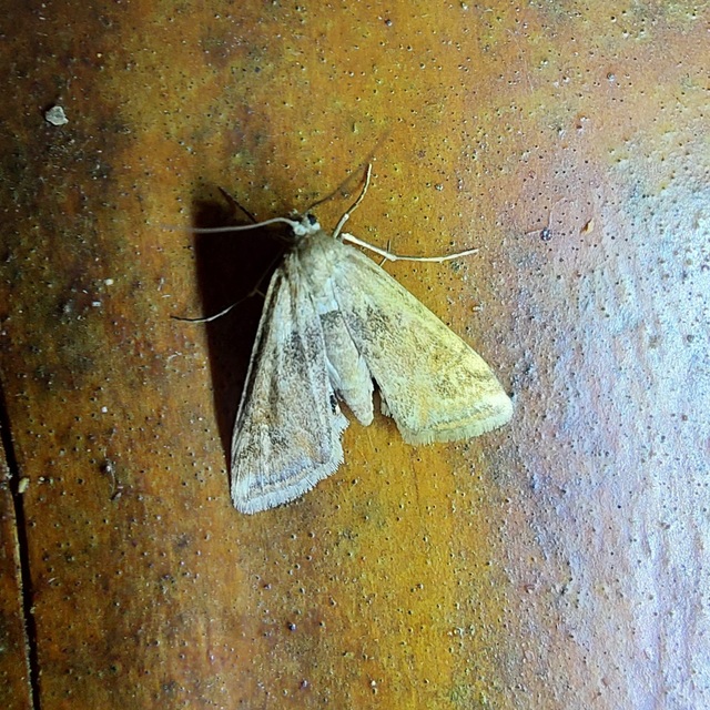 Cataclysta lemnata - békalencsemoly