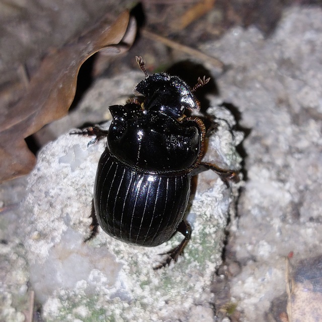 Copris lunaris - közönséges holdszarvú-ganéjtúró