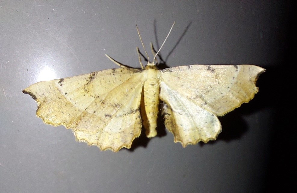 Artiora evonymaria - kecskerágó-araszoló