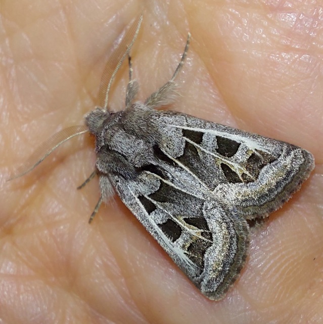 Episema glaucina - fogasjegyű liliombagoly