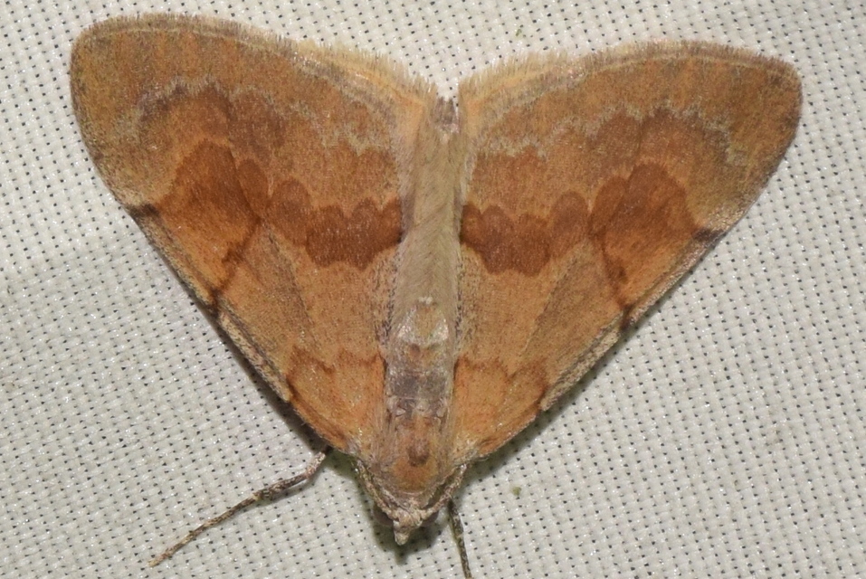Pennithera firmata - sárgásvörös fenyőaraszoló