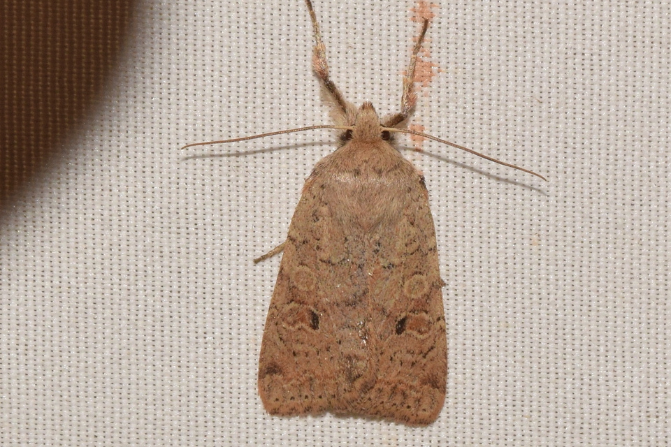 Propenistra laevis - könnyű őszibagoly