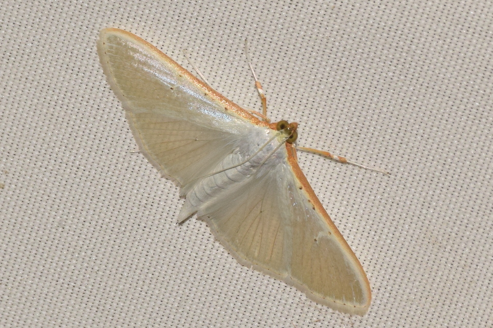 Palpita vitrealis - hófehér tűzmoly