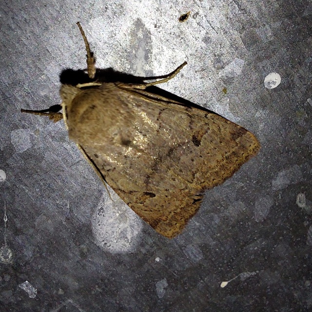Propenistra laevis - könnyű őszibagoly