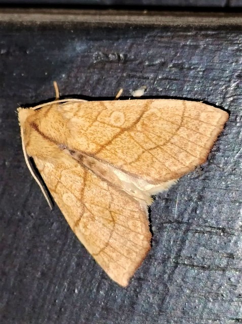 Tiliacea citrago - citromszínű sárgabagoly
