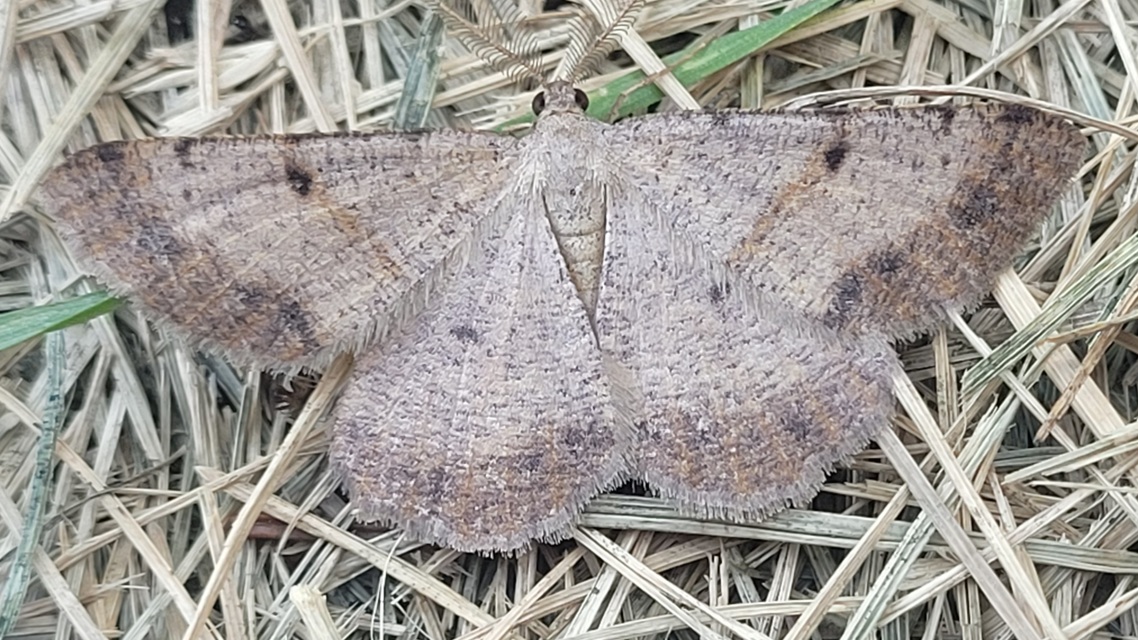 Selidosema plumaria - fésűs faaraszoló