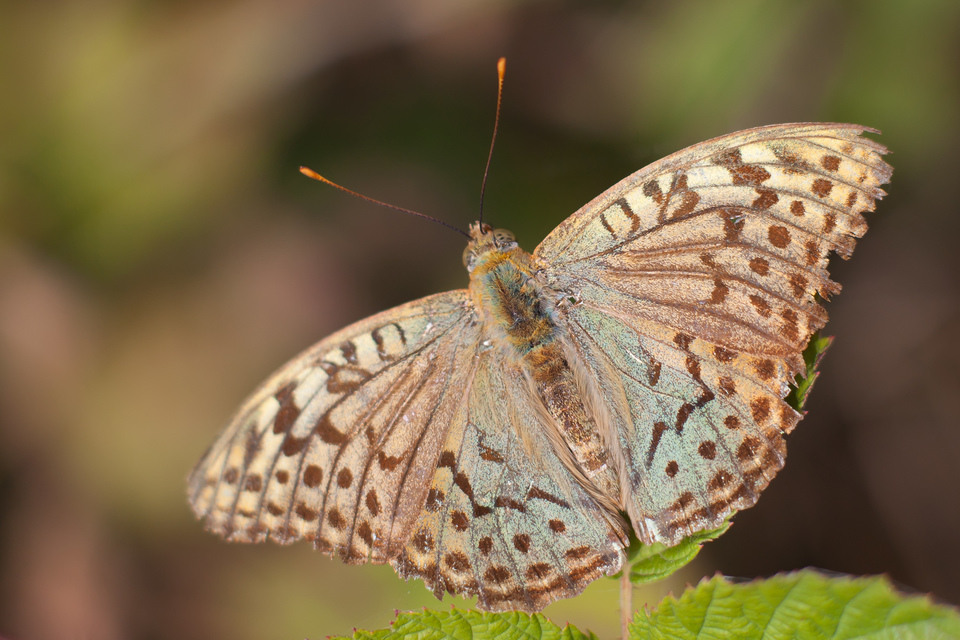 Argynnis pandora - zöldes gyöngyházlepke
